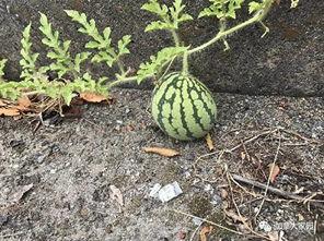 网红吃瓜和朋友比大小,朋友比大小,谁才是瓜王之王?