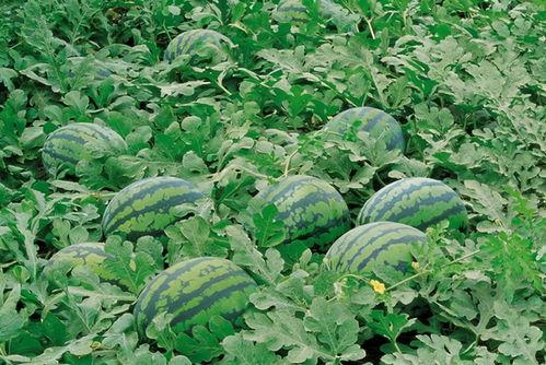 十堰网红吃瓜群微信号,揭秘当地热门话题,畅谈生活百态!”