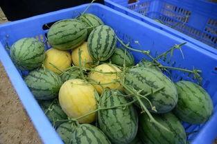 十堰网红吃瓜群微信号,揭秘当地热门话题,畅谈生活百态!”