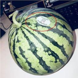 网红吃瓜鉴赏,揭秘娱乐圈幕后真相