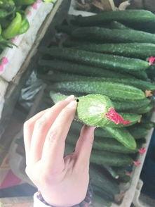 朔州网红花吃瓜