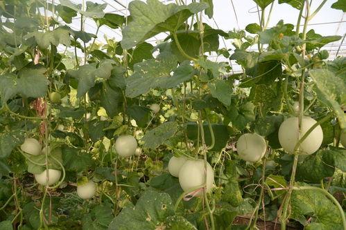 朔州网红花吃瓜