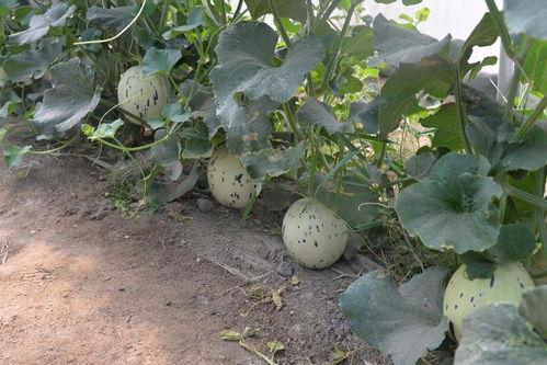 朔州网红花吃瓜