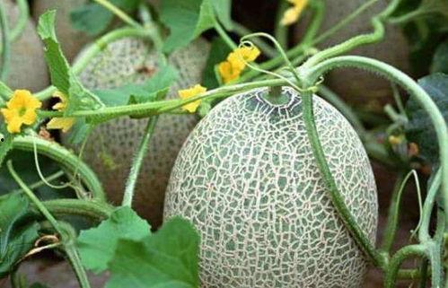 吃瓜料网有风险吗,风险与机遇并存,如何安全享受网络娱乐?