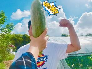 网红用语吃瓜什么意思,揭秘“吃瓜”背后的网络热词文化