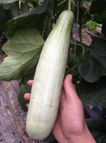 最新的网红吃瓜事件,揭秘幕后真相,网友热议不断