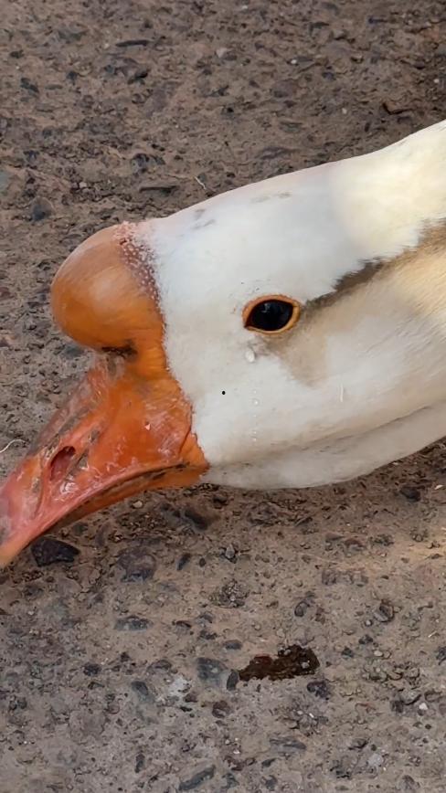 网红大鹅吃瓜视频大全,笑料百出，欢乐无限