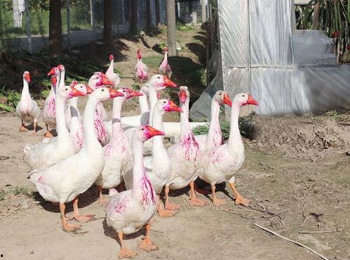 网红大鹅吃瓜视频大全,笑料百出，欢乐无限