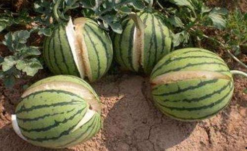 靖江小网红吃瓜事件真相,揭秘背后真相与网络舆论风暴